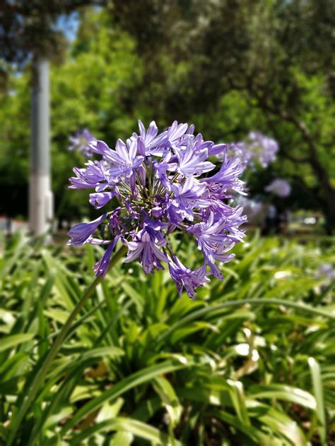 Agapanthus | The Ultimate Guide to Planting and Caring for your Agapanthus | Agapanthus ...