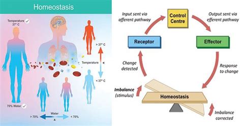 Homeostasis- Definition, Types, Examples, Applications | Body systems, Biology online, Osmotic ...