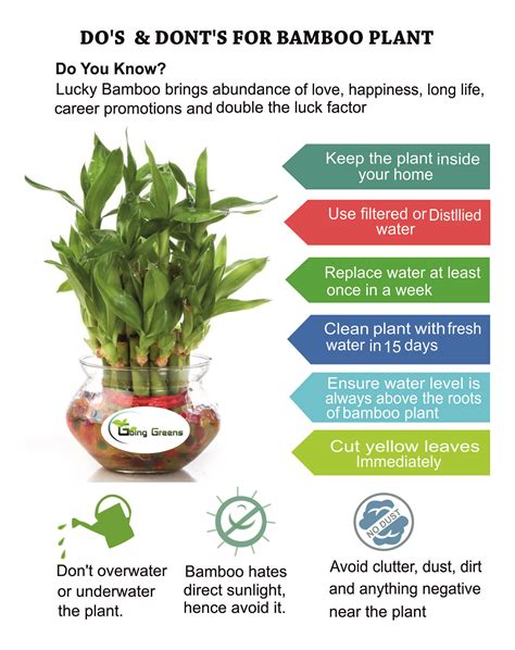 Lucky Bamboo Care Tips #goinggreens #luckybamboo #bamboocare | Bamboo ...