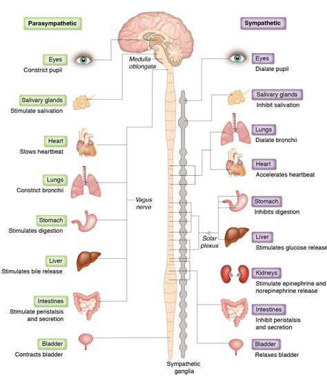 Alexandra Gordon - Sympathetic & Parasympathetic Innervation Schema