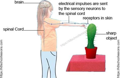 Reflex Actions - Reflexes and Reactions - Human Brain Facts