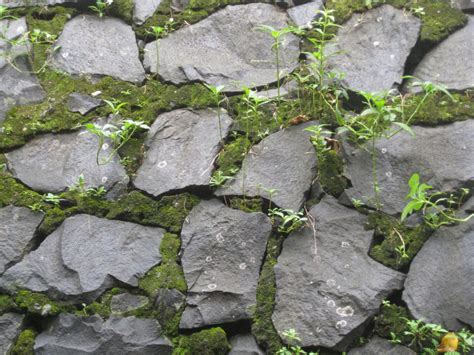 Free photo "Stone Wall Texture Moss"