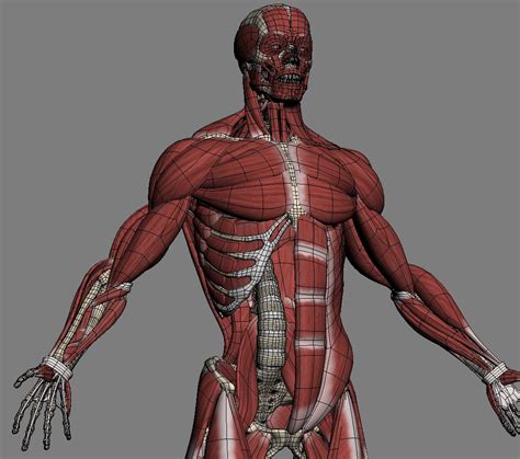 Male Muscle Anatomy 3D Model