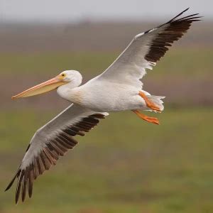 American White Pelican - Facts, Diet, Habitat & Pictures on Animalia.bio