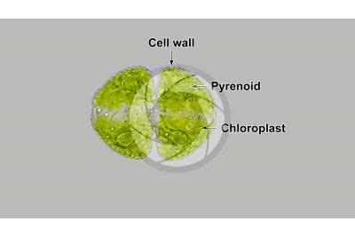 Cosmarium sp. - Cosmarium - Charophyta (Green algae) - Algae - Microbiology - Plant histology ...