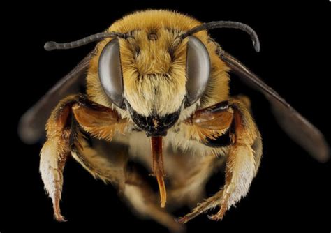 Get 'a bee's eye view' July 2 | CU Boulder Today | University of Colorado Boulder