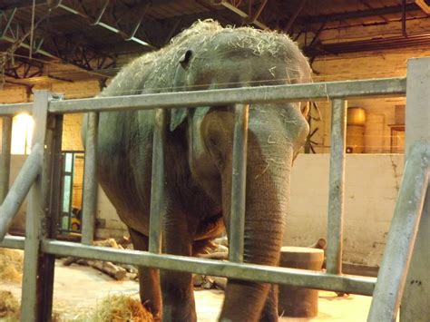 Indian elephant at Blackpool Zoo 15/01/12 - ZooChat