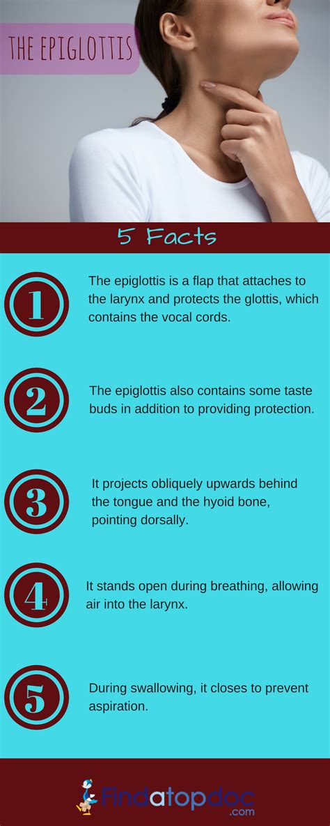 Epiglottitis: Symptoms, Causes, Treatment, and Diagnosis | FindATopDoc