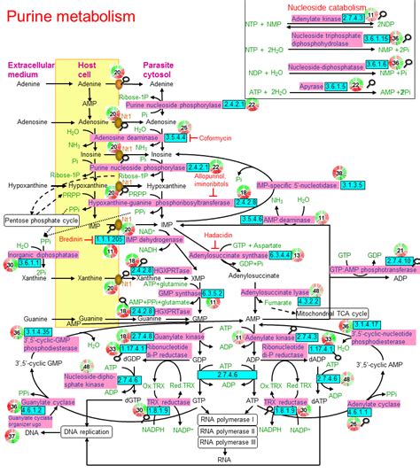 Purine metabolism