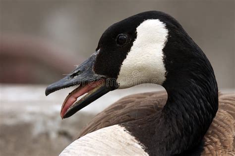 Hissing Goose stock photo. Image of hissing, blurred, geese - 5255816