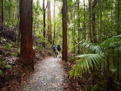 Sunshine Coast Hinterland Great Walk - Journey - Queensland