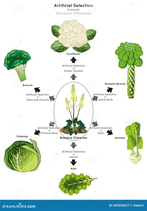 Artificial Selection Infographic Diagram with Example of Brassica Oleracea Stock Vector ...