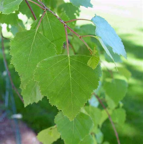 Trees Planet: Betula pendula - Silver Birch - Warty Birch - European ...