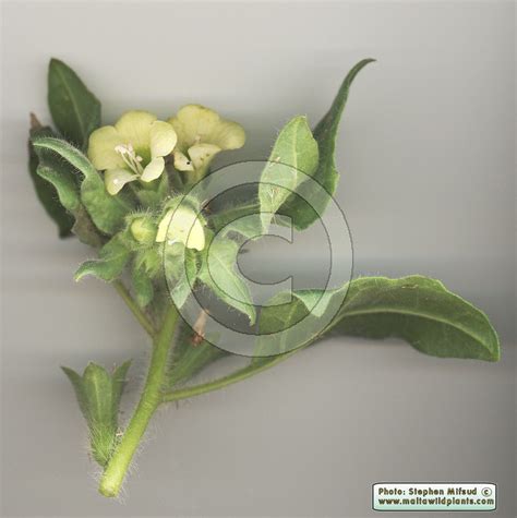 Hyoscyamus albus (White Henbane) : MaltaWildPlants.com - the online Flora of the Maltese Islands.