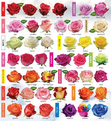 30 Diagrams to Make You Master in Growing Roses | Charts, Roses and Colors