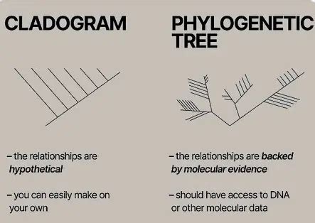 Difference Between Cladogram And Dichotomous Key - Relationship Between