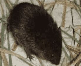 Moles and Voles|Moles and Voles Treatment|Edmonton