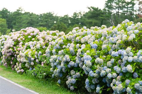 How and When to Deadhead Hydrangeas to Keep Them Blooming All Summer ...