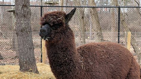 Alpaca - Elmwood Park Zoo