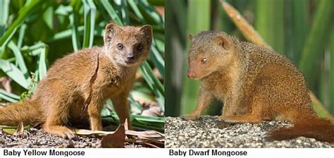 Mongoose Facts - Animal Facts Encyclopedia