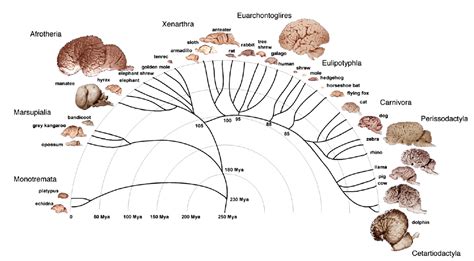 Welcome to The Visible Embryo