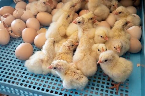 The Complete Beginner's Guide To Hatching Eggs