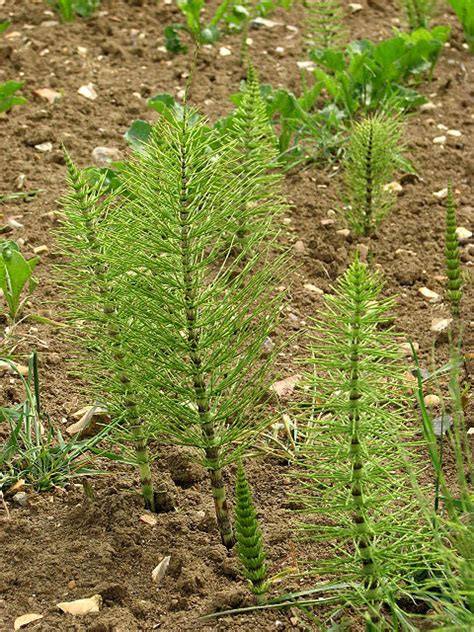 Common horsetail (Equisetum arvense ) © Evelyn Simak :: Geograph Britain and Ireland