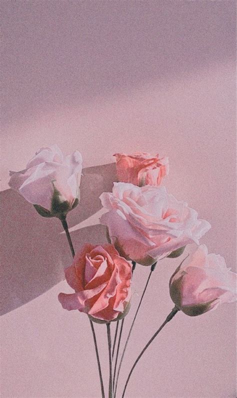 Delicate Beauty: Aesthetic Pink Roses