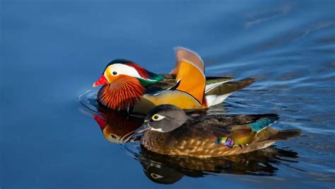 Hunting Mandarin Ducks: Laws, Regulation and Alternatives - Birds News