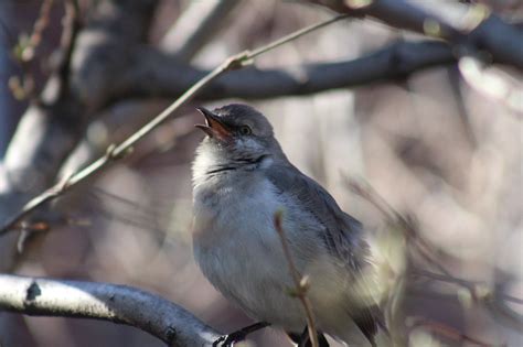 Northern Mockingbird: The Singing Bully of the Backyard