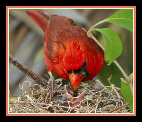 Male Cardinal Feeding | There will be another one of these w… | Flickr