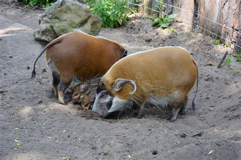 Red River Hog Baby Mother Stock Photos - Free & Royalty-Free Stock Photos from Dreamstime