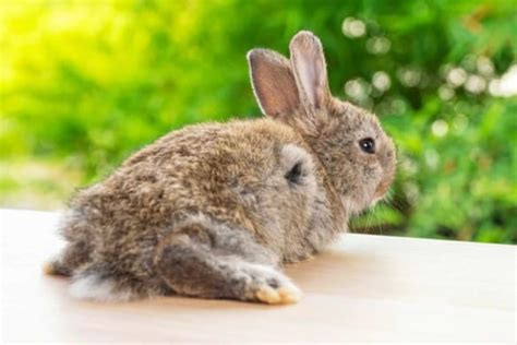 Rabbit Tail Anatomy, Function, Facts & FAQs (With Pictures)