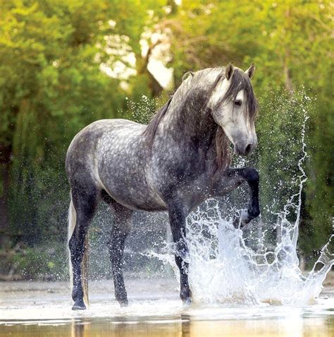 Handsome dapple gray Spanish horse having fun splashing in the water ...