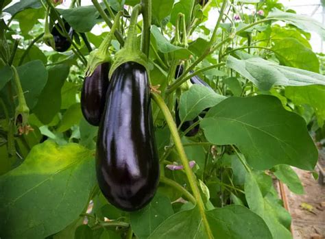 12 Best Eggplant Companion Plants - Cutting Edge Plants