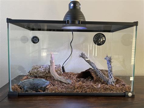 Corn Snake Habitat Setup