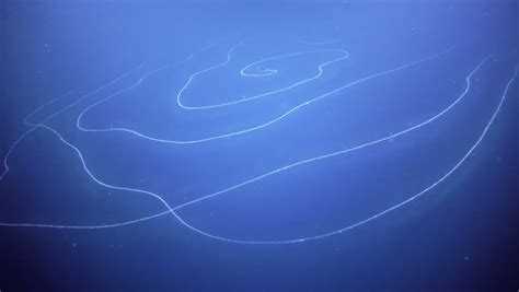 Does the Spiral Siphonophore Reign as the Longest Animal in the World? | Discover Magazine