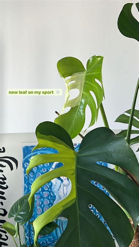 New leaf! : r/RareHouseplants