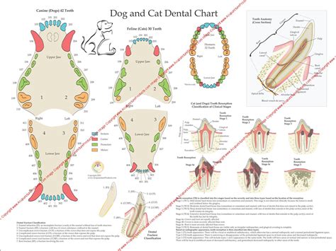 Cat Teeth Anatomy