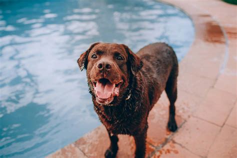 5 Best Dog Swimming Pools - (2021) Buying Guide & Review