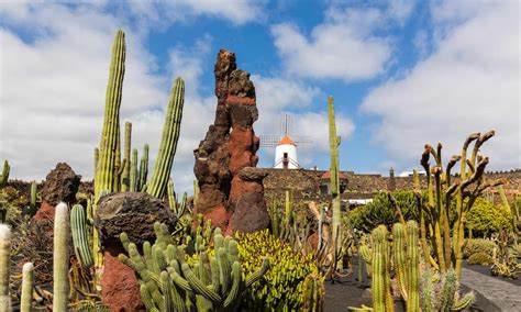 Lanzarote’s beautiful cactus garden | Cactus garden, Lanzarote, Cactus