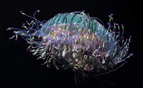 Secret Lives of Flower Hat Jellyfish Revealed | Live Science