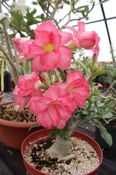 Adenium Obesum fresh seeds 15pc — Growing hope