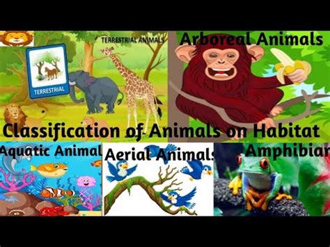 Classification of Animals based on Habitat/Terrestrial, Aquatic ...