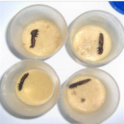 (PDF) Life-cycle Parameters of African bollworm, Helicoverpa armigera (Hubner) (Lepidoptera ...