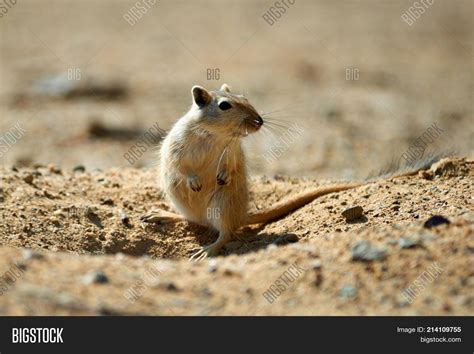 Great Gerbil ( Image & Photo (Free Trial) | Bigstock