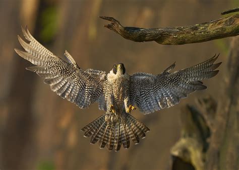 Peregrine Falcon Landing Photograph by Johnny Chen - Fine Art America