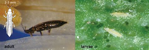 citrus thrips life cycle - Karena Templeton