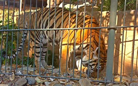 Baluarte Zoo in Vigan, Ilocos Sur - Jon to the World Blog