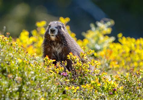 Endangered Vancouver Island marmots are making a comeback | National Observer